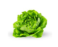 Lechuga Manteca