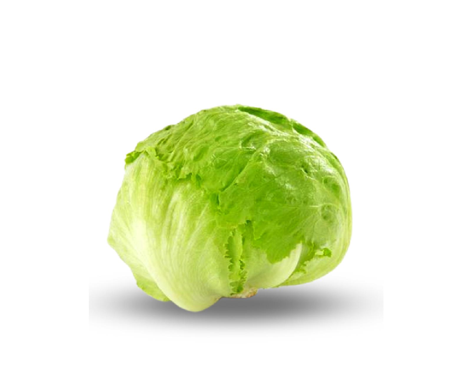 Lechuga Repollada